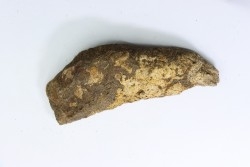 dinosaure freak: TRICERATOPS HORRIDUS