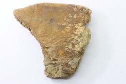 dinosaure freak: TRICERATOPS HORRIDUS