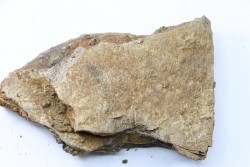 Dinosaure: fragment de collerette de TRICERATOPS HORRIDUS - Hell Creek  Fmt - crétacé sup. - Glendive County, Montana