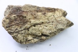 dinosaure freak: TRICERATOPS HORRIDUS