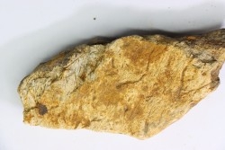 Dinosaure: fragment de collerette de TRICERATOPS HORRIDUS - Hell Creek  Fmt - crétacé sup. - Glendive County, Montana