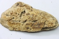 dinosaure freak: TRICERATOPS HORRIDUS