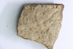 dinosaure freak: TRICERATOPS HORRIDUS