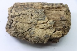 dinosaure freak: TRICERATOPS HORRIDUS