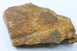 Dinosaure: fragment de collerette de TRICERATOPS HORRIDUS - Hell Creek  Fmt - crétacé sup. - Glendive County, Montana