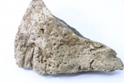 Dinosaure: fragment de collerette de TRICERATOPS HORRIDUS - Hell Creek  Fmt - crétacé sup. - Glendive County, Montana