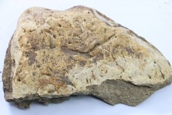 Dinosaure: fragment de collerette de TRICERATOPS HORRIDUS - Hell Creek  Fmt - crétacé sup. - Glendive County, Montana