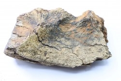 dinosaure freak: TRICERATOPS HORRIDUS