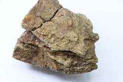 Dinosaure: fragment de collerette de TRICERATOPS HORRIDUS - Hell Creek  Fmt - crétacé sup. - Glendive County, Montana