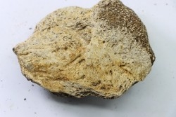 dinosaure freak: TRICERATOPS HORRIDUS