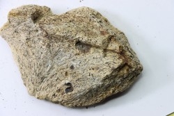 dinosaure freak: TRICERATOPS HORRIDUS