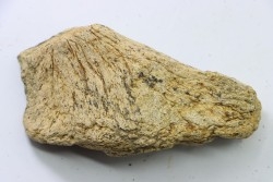 dinosaure freak: TRICERATOPS HORRIDUS