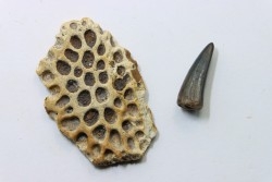 plaque dermique et dent de crocodile DEINOSUCHUS - Hell Creek Fmt - crétacé sup. - South Dakota, USA