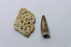 plaque dermique et dent de crocodile DEINOSUCHUS - Hell Creek Fmt - crétacé sup. - South Dakota, USA