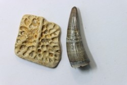 plaque dermique et dent de crocodile DEINOSUCHUS - Hell Creek Fmt - crétacé sup. - South Dakota, USA