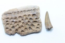 plaque dermique et dent de crocodile DEINOSUCHUS - Hell Creek Fmt - crétacé sup. - South Dakota, USA