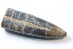fossile de bélemnite du jurassique "déformé" durant l' EVENEMENT DU  RIES (14.5 M.A.)