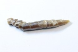 fossile de bélemnite du jurassique "déformé" durant l' EVENEMENT DU  RIES (14.5 M.A.)