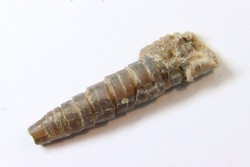 fossile de bélemnite du jurassique "déformé" durant l' EVENEMENT DU  RIES (14.5 M.A.)