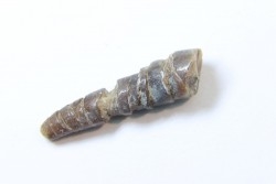 fossile de bélemnite du jurassique "déformé" durant l' EVENEMENT DU  RIES (14.5 M.A.)