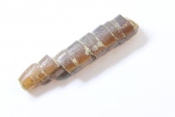 fossile de bélemnite du jurassique "déformé" durant l' EVENEMENT DU  RIES (14.5 M.A.)