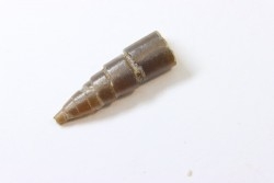 fossile de bélemnite du jurassique "déformé" durant l' EVENEMENT DU  RIES (14.5 M.A.)