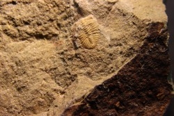Shergoldiella vincenti