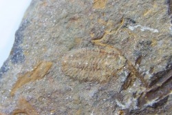 Shergoldiella vincenti