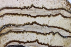 DENT DE MAMMOUTH:  mammuthus columbi - Pleistocene - South Carolina, United States