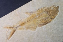 poisson fossile Diplomystus dentatus - USA
