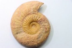 ERYCITES FALLIFAX - AALENIEN - Carriere Belmont - FRANCE