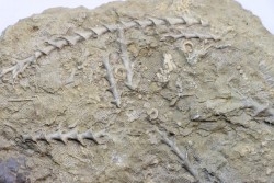 Archimedes sp. - mississippian - carboniferous - Bangor Limestone - NW ALABAMA - USA