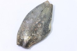 bélemnite: Duvalia émérici (with acrothoracic crustaceans traces)- upper Valanginian - Alpes de haute Provence - France