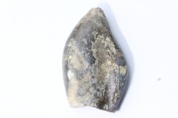 bélemnite: Duvalia émérici - upper Valanginian - Alpes de haute Provence - France