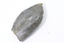 bélemnite: Duvalia émérici - upper Valanginian - Alpes de haute Provence - France