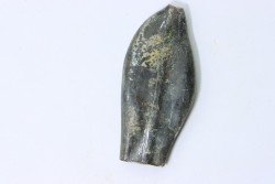 bélemnite: Duvalia émérici - upper Valanginian - Alpes de haute Provence - France