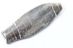 bélemnite: Duvalia émérici - Valanginien supérieur - Alpes de haute Provence - France