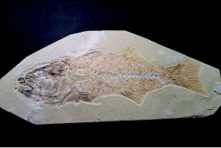 poisson fossile - 26 cm !! - Mioplosus labracoides - Eocène - green river fmt - Wyoming - USA