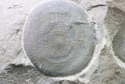 Eldonia berbera - Ordovician - Erfoud area, Morocco