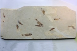 banc de poissons Armigatus brevissimus - Cénomanien - Haquel - Byblos - LIBAN
