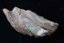 Chimarea - lower Crétaceous - Stariy Oskol. Belgorod, RUSSIA
