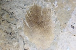 bird feather - stampian (oligocene) - Provence- France