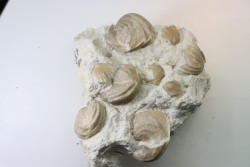 Burmirhynchia decorata - Bathonian - Ardennes - France