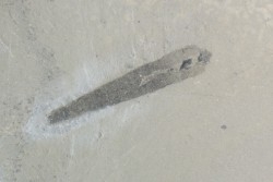 PRIAPULID WORM - Selkirkia willoughbyi - mid. cambrian - Wheeler Shale - Utah, USA