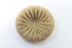 corail bouton: Palaeocyclus Porpitus (Linnaeus, 1765) - Silurian - Lickarshamn - Gotland, SUEDE