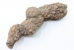 coprolithe of reptil - cenozoic -  Betsiboka, province of Majunga - Madagascar