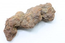coprolithe of reptil - cenozoic -  Betsiboka, province of Majunga - Madagascar