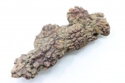 COPROLITHE DE REPTILE - cénozoïque - région de Betsiboka, province de Majunga - Madagascar