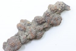 coprolithe of reptil - cenozoic -  Betsiboka, province of Majunga - Madagascar