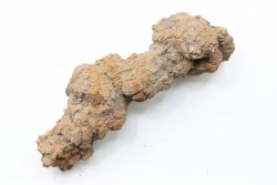 COPROLITHE DE REPTILE - cénozoïque - région de Betsiboka, province de Majunga - Madagascar